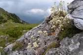 Conservation Carpathia parteneriat cu un parc național din Germania